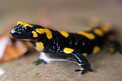 Feuersalamander - Zum Vergroessern klicken!